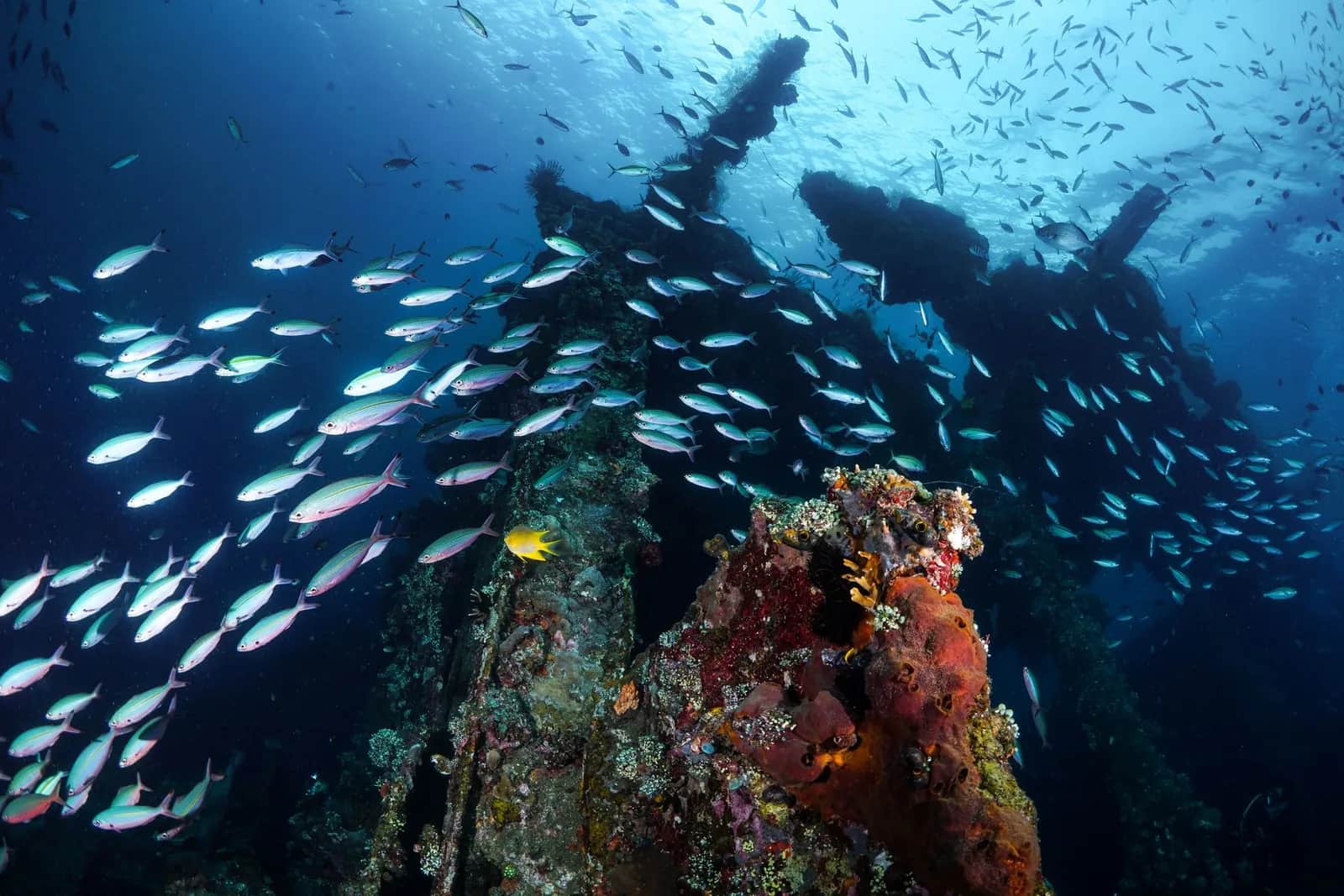 Structure d'épave entièrement corallisée, éponges orangées et banc dense de fusiliers en eau bleue, Tulamben, Bali