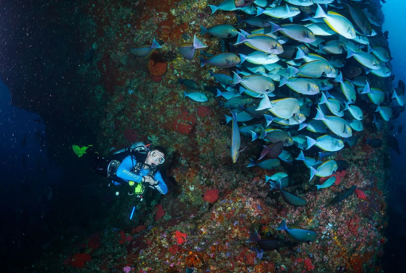 Plongeur bouteille longeant un tombant corallien coloré face à un banc de poissons, au large d'Amed, est de Bali