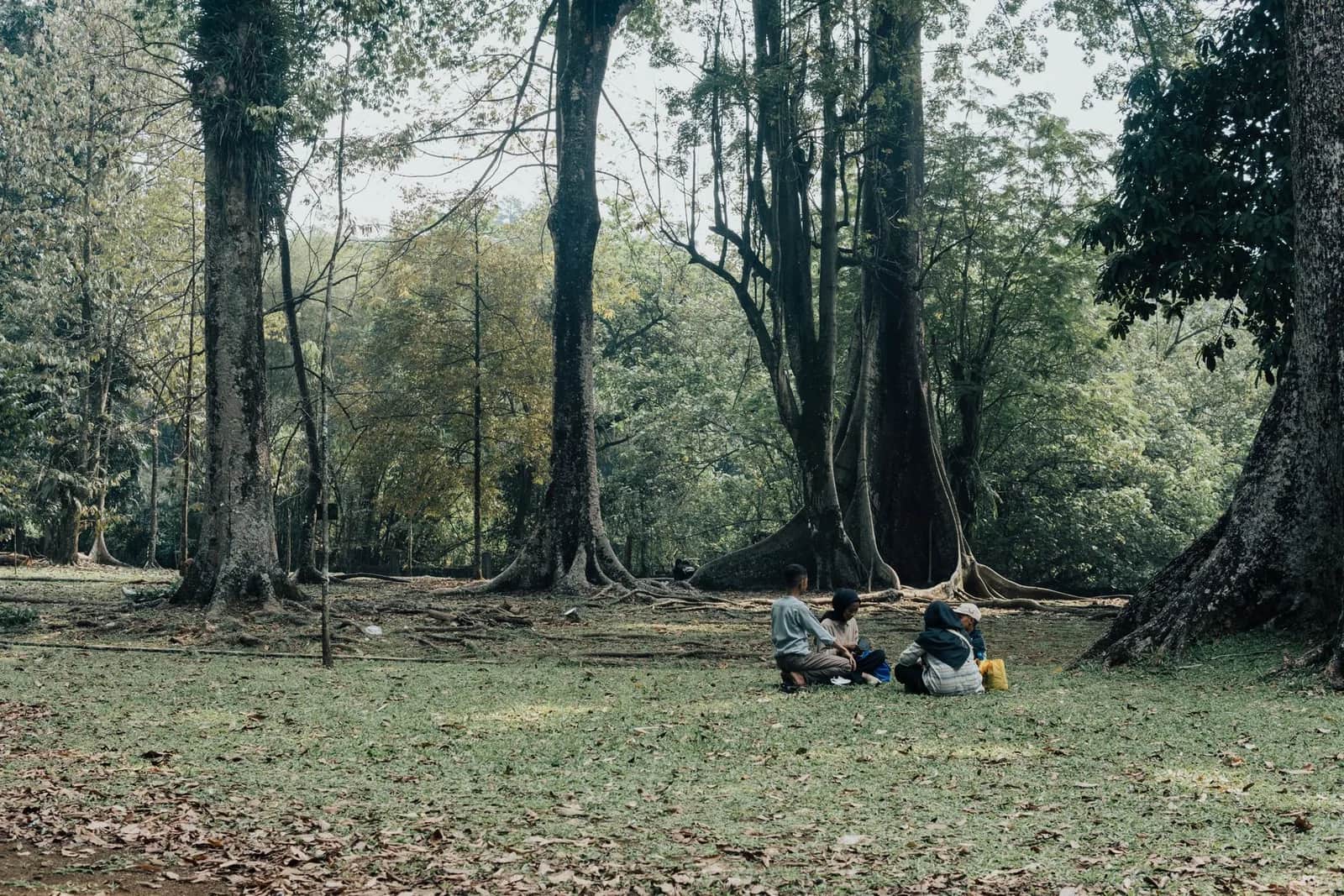 Grands arbres à racines tabulaires dans le jardin botanique de Bogor