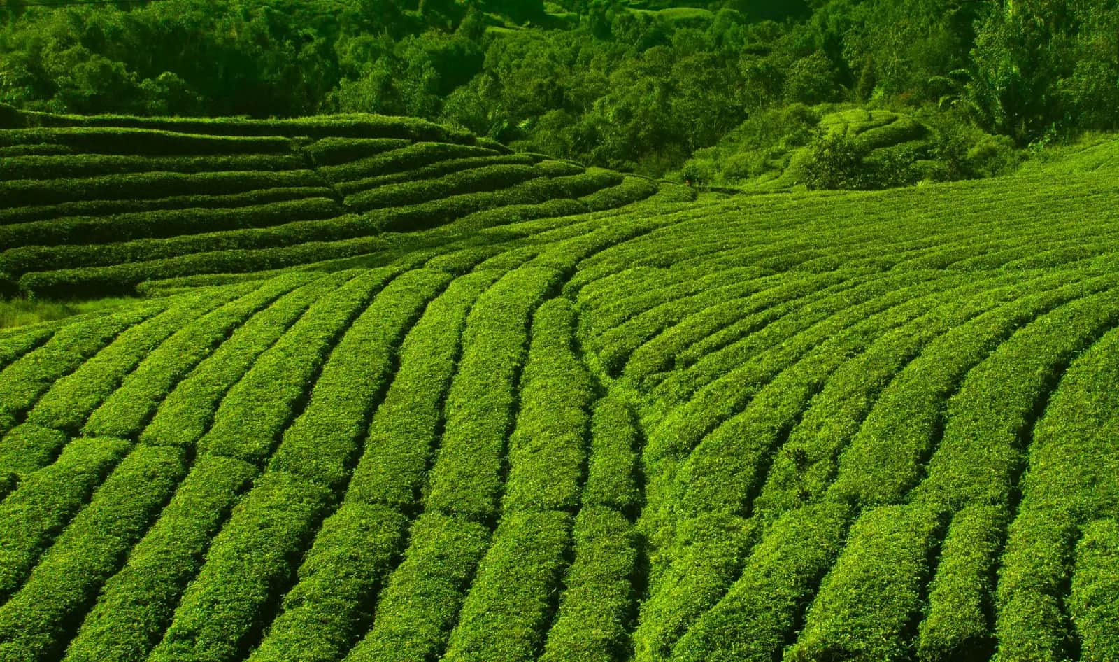 Rangs de théiers d'une plantation de thé à Ciwidey, Java-Ouest