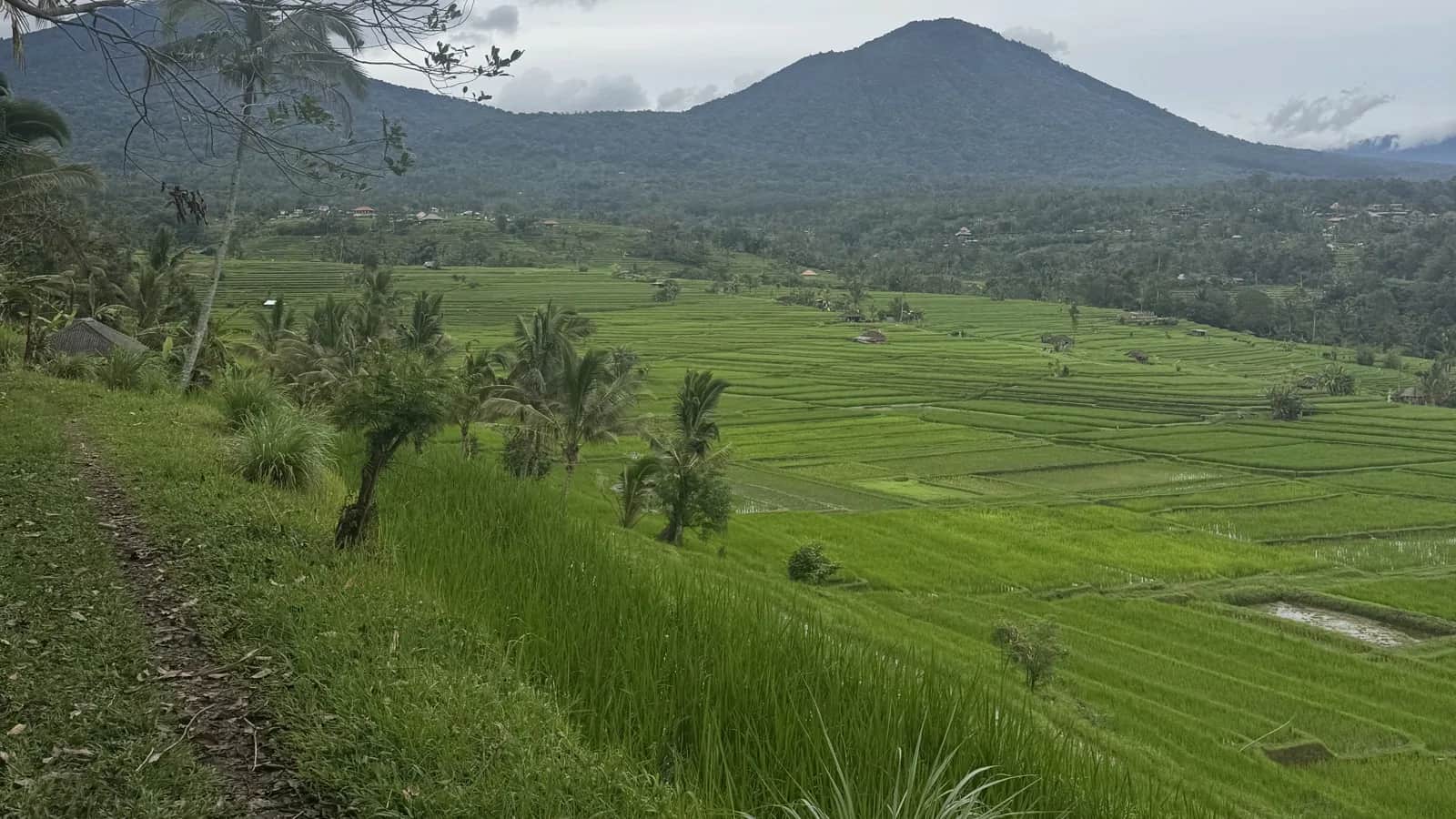 Rizières en terrasse de Jatiluwih devant le mont Batukaru, à l'ouest de Bali