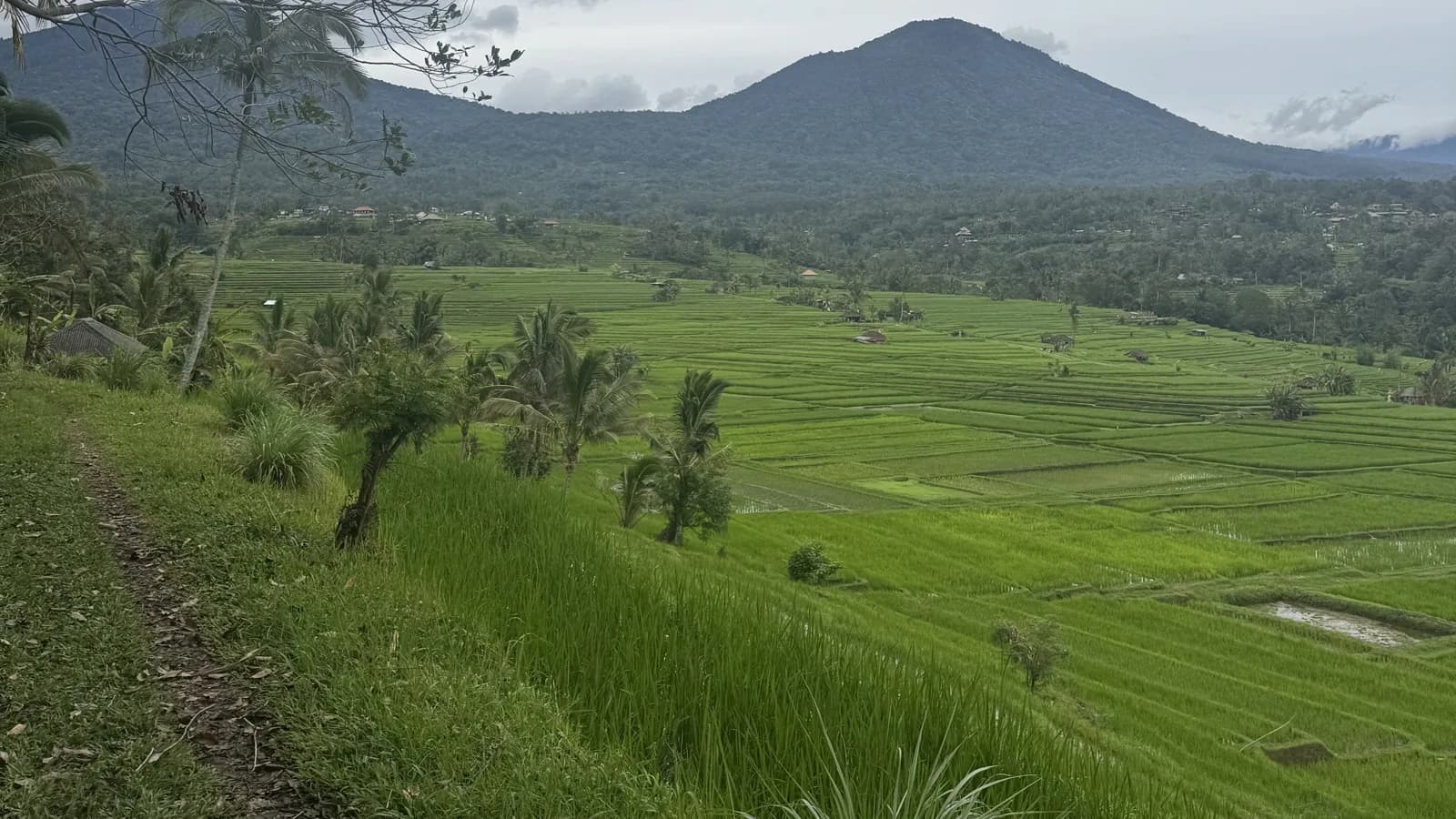 Rizières en terrasse de Jatiluwih devant le mont Batukaru, à l'ouest de Bali
