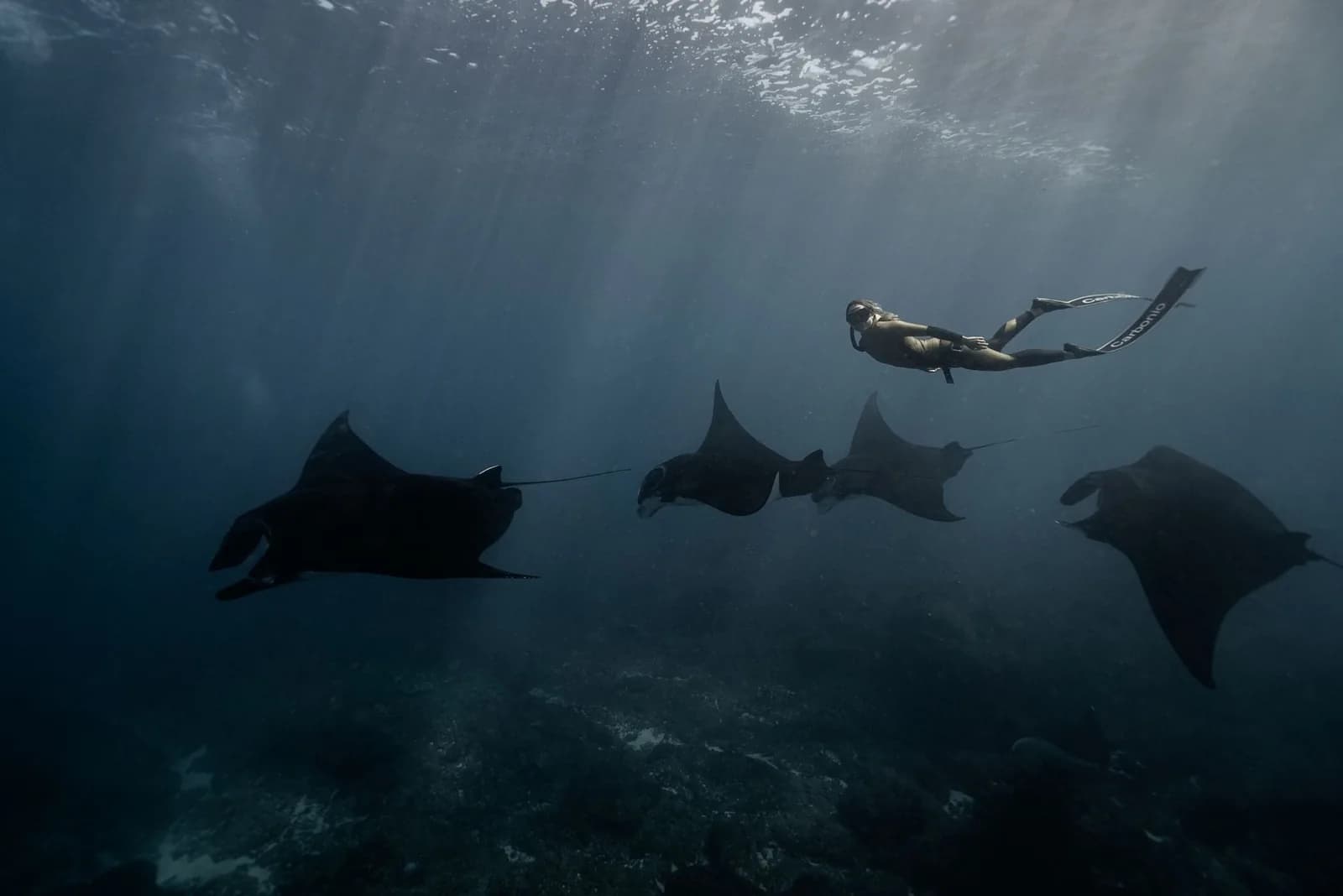 Un apnéiste nage au-dessus de quatre raies manta sur une station de nettoyage du parc national de Komodo