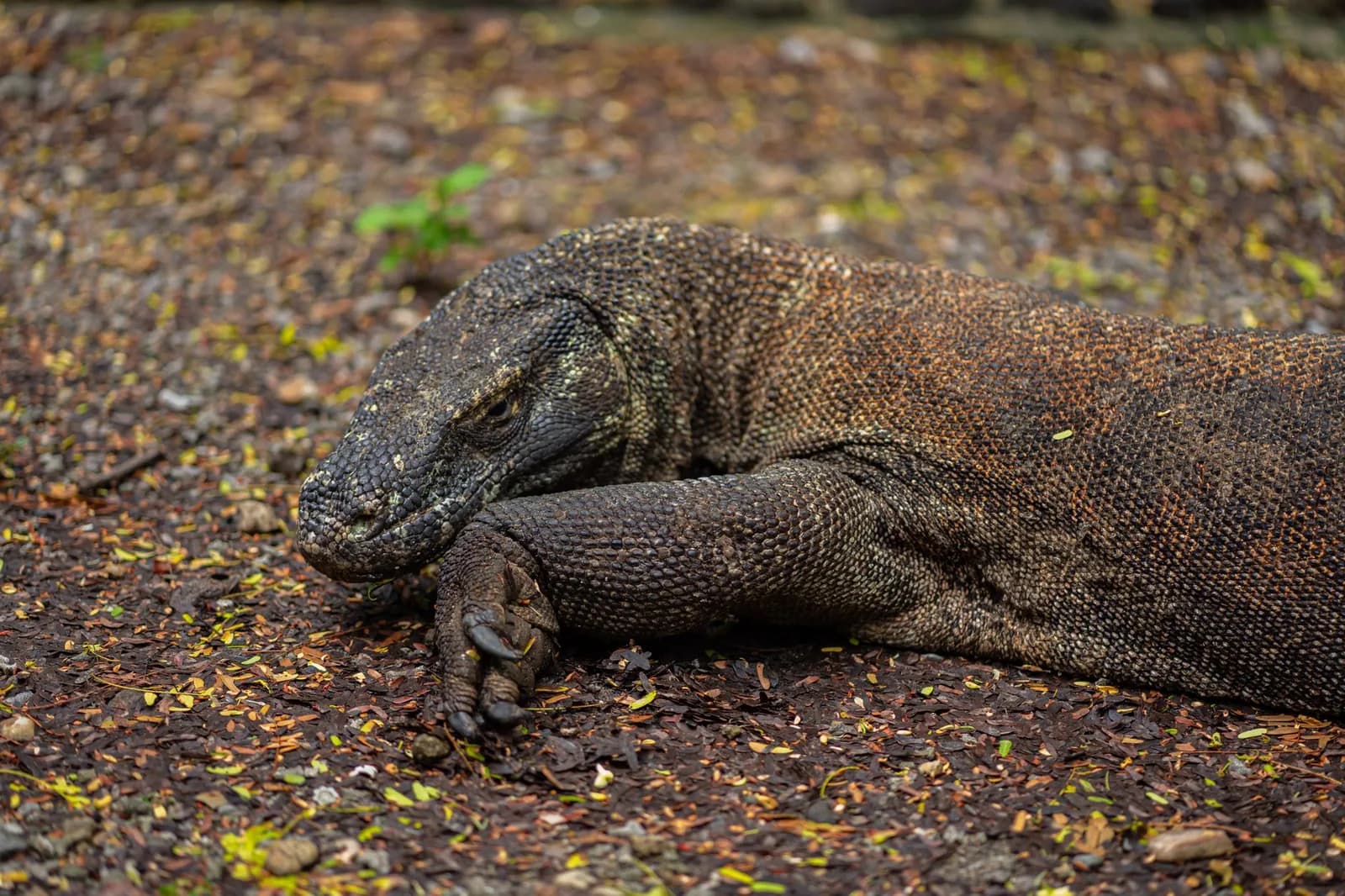 Un dragon de Komodo adulte au repos sur le sol sec du parc national de Komodo, Nusa Tenggara Timur