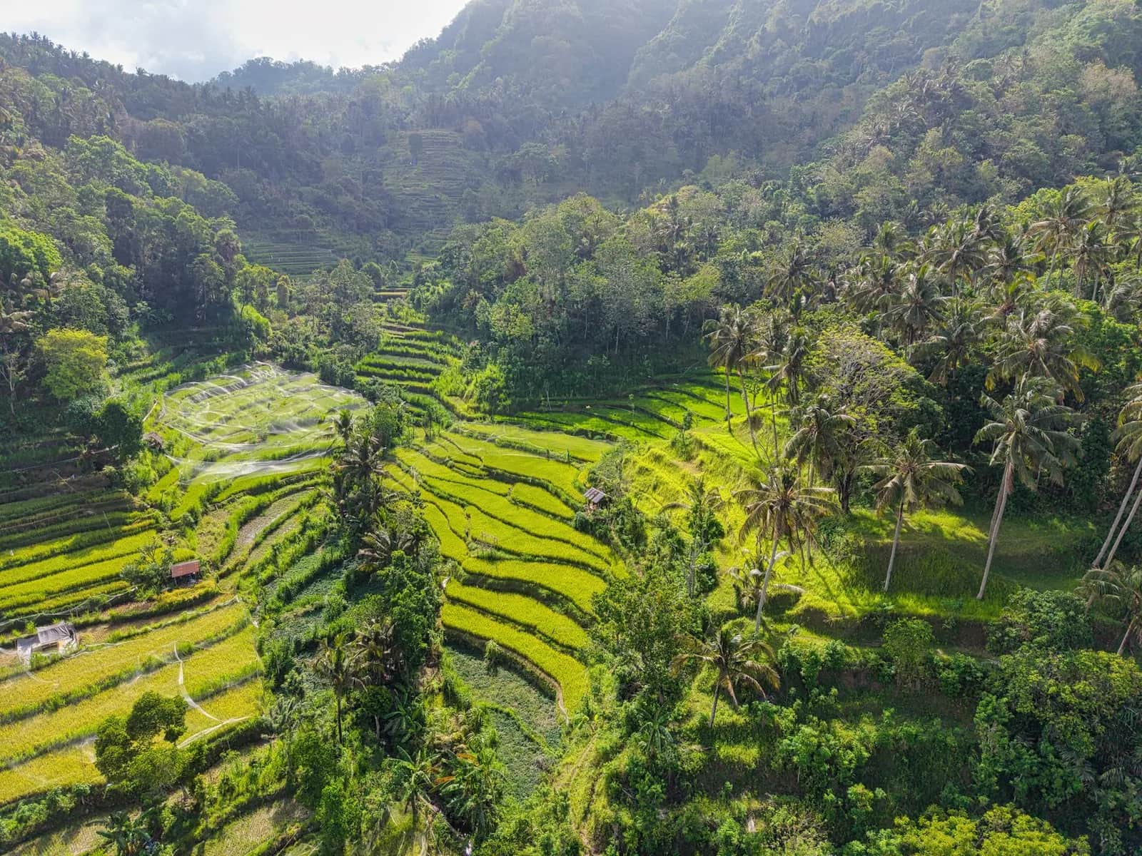 Rizières en terrasse et collines verdoyantes de l'arrière-pays de Munduk, nord de Bali