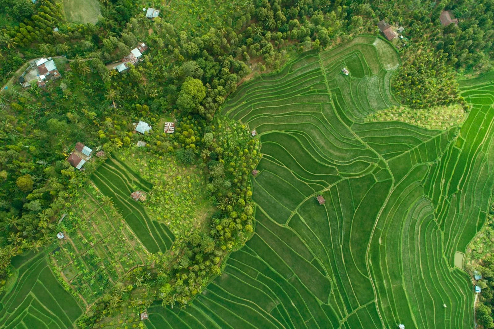 Rizières en terrasses gorgées d'eau et d'un vert saturé à Bali
