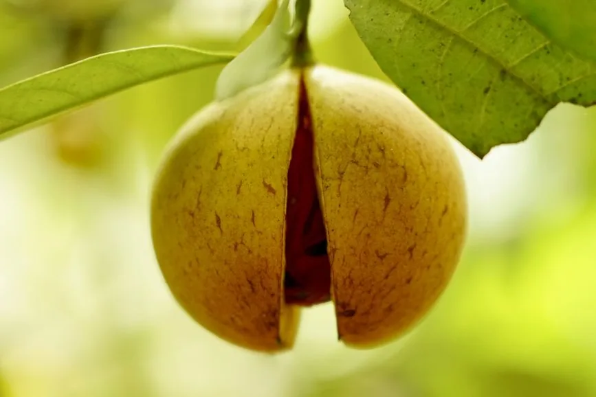 Fruit de muscadier ouvert sur l'arbre, laissant voir la noix entourée de son macis rouge