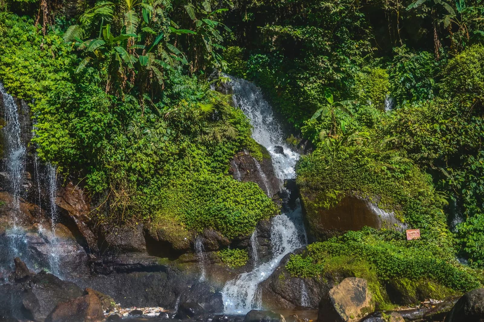 Petites cascades dans une végétation dense de fougères, dans les montagnes de Bali