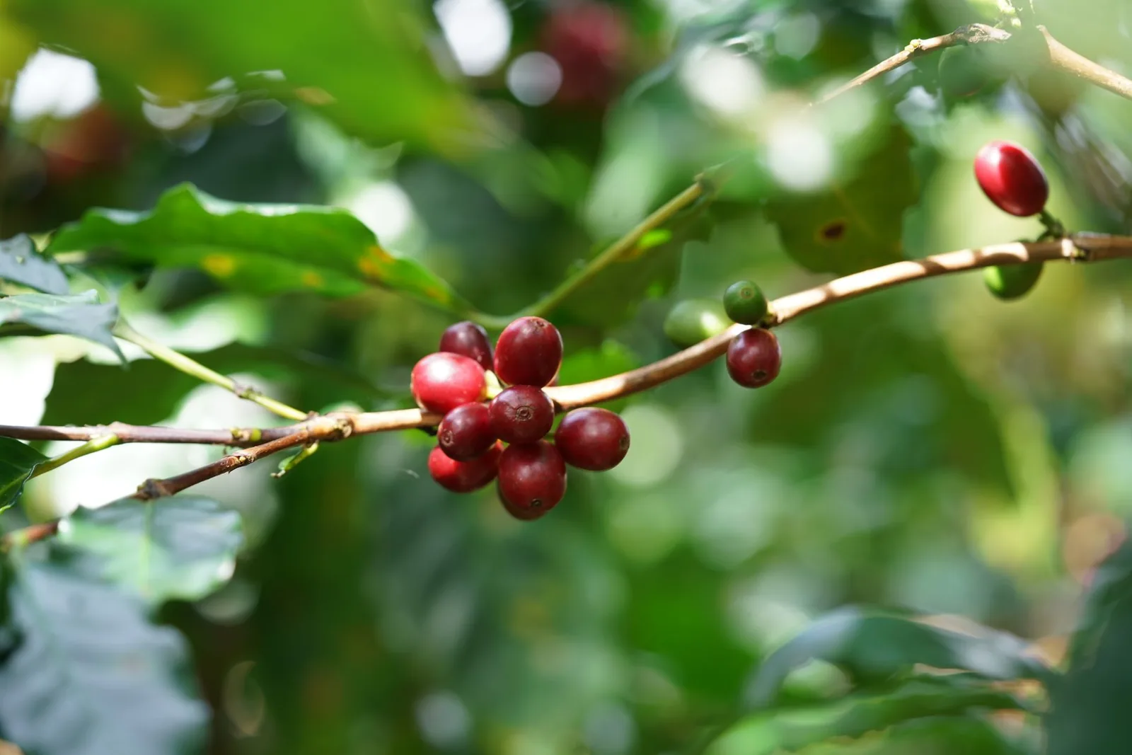 Cerises de café rouges et vertes sur la branche d'un caféier