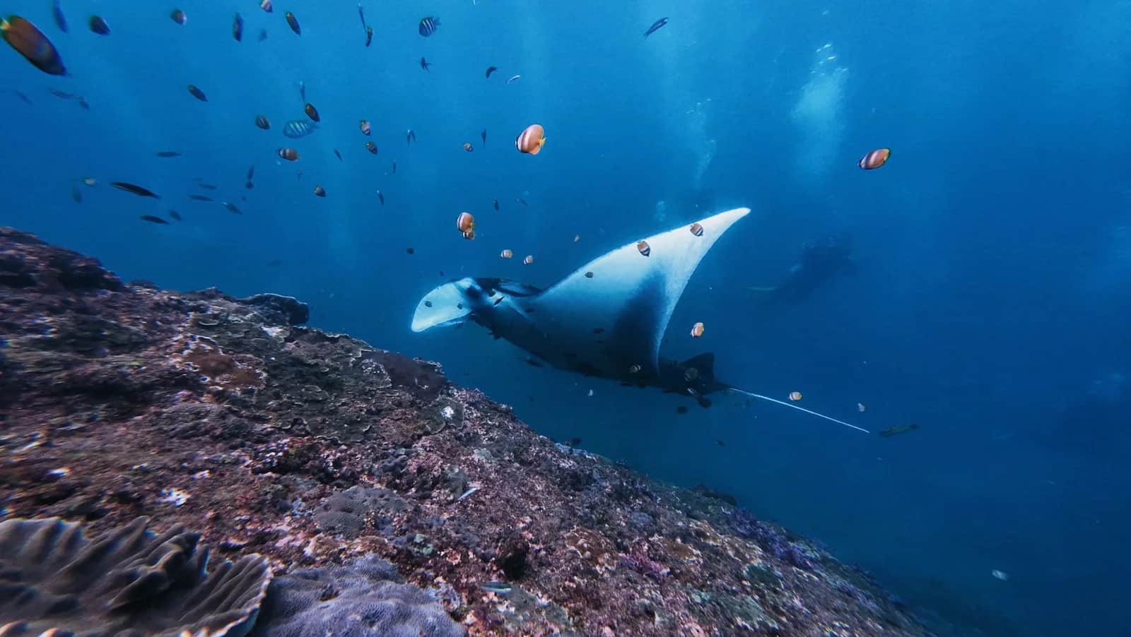 Raie manta nageant au-dessus du récif de Manta Point, Nusa Penida