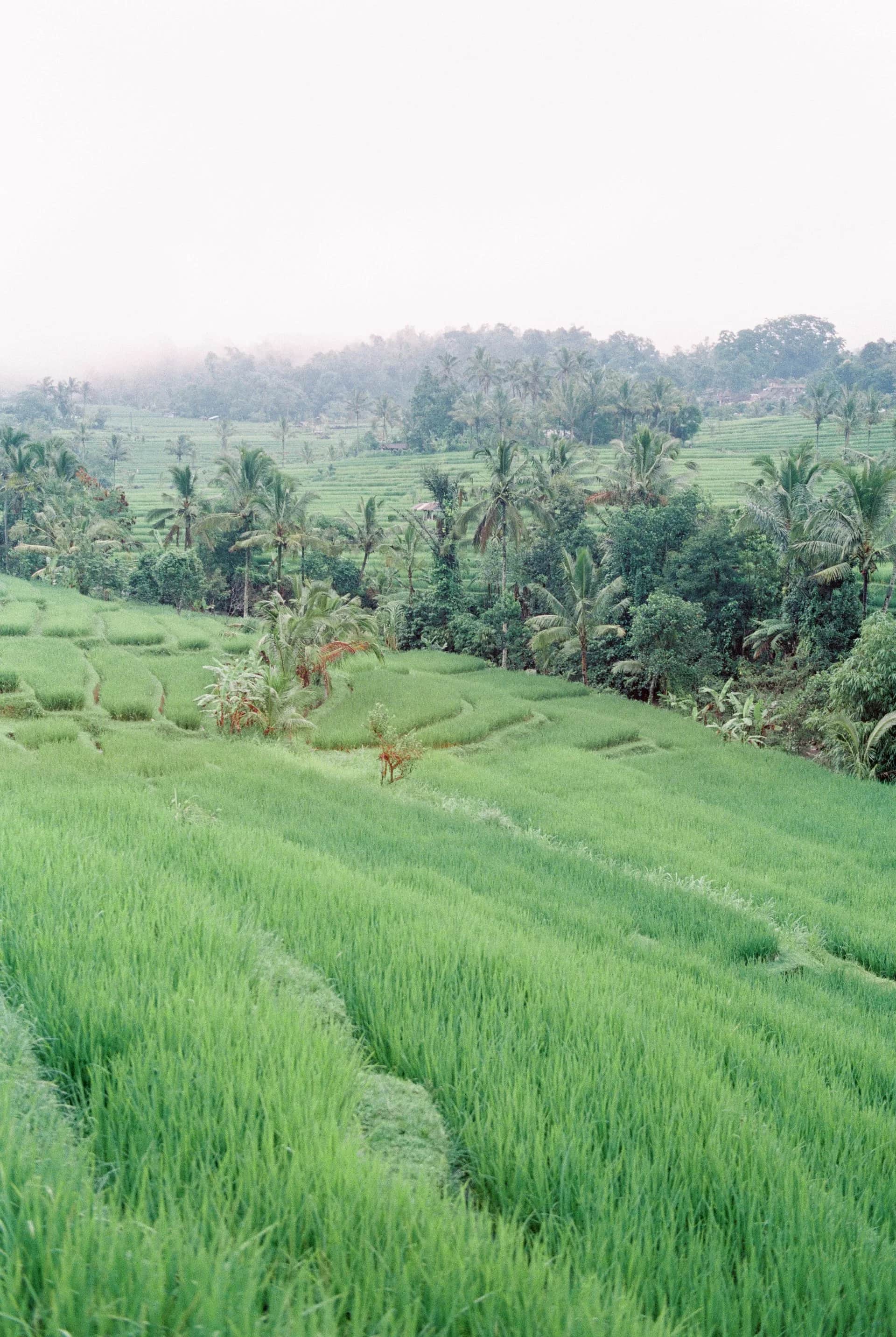 Rizières en terrasse à Bali au lever du jour