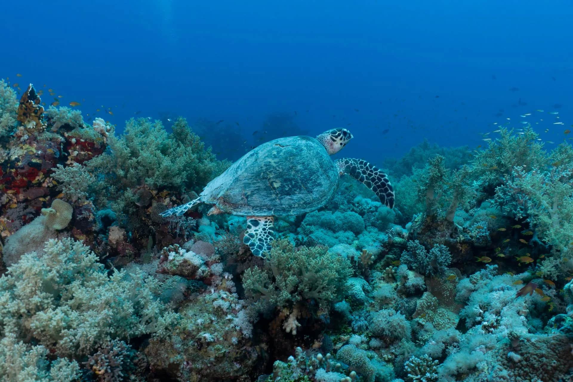 Tortue marine au-dessus d'un récif corallien indonésien