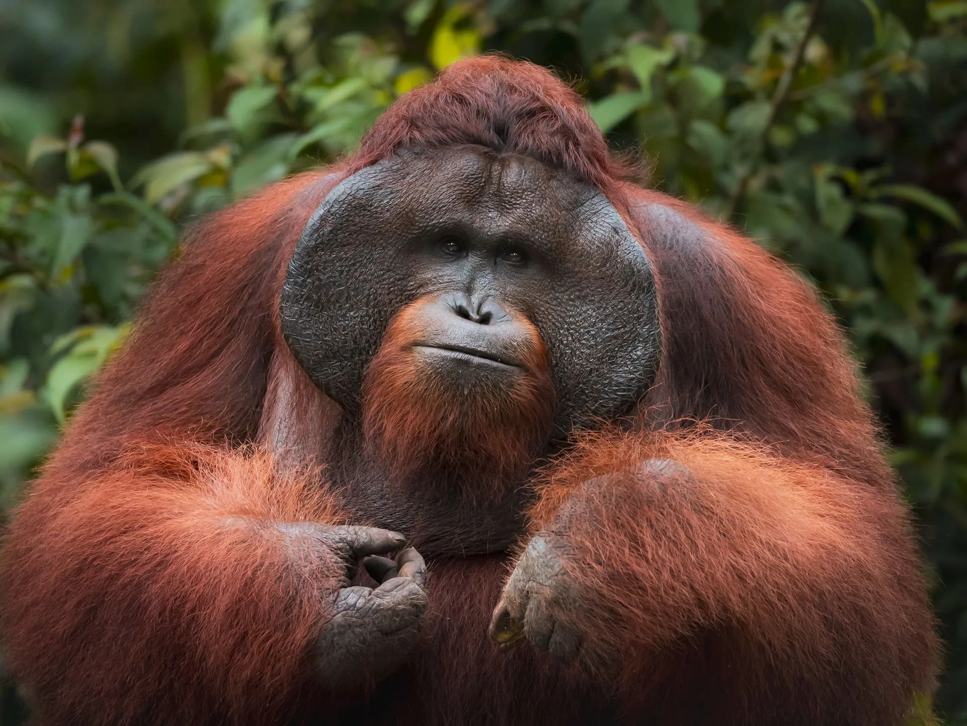 Portrait d'un orang-outan dans la jungle