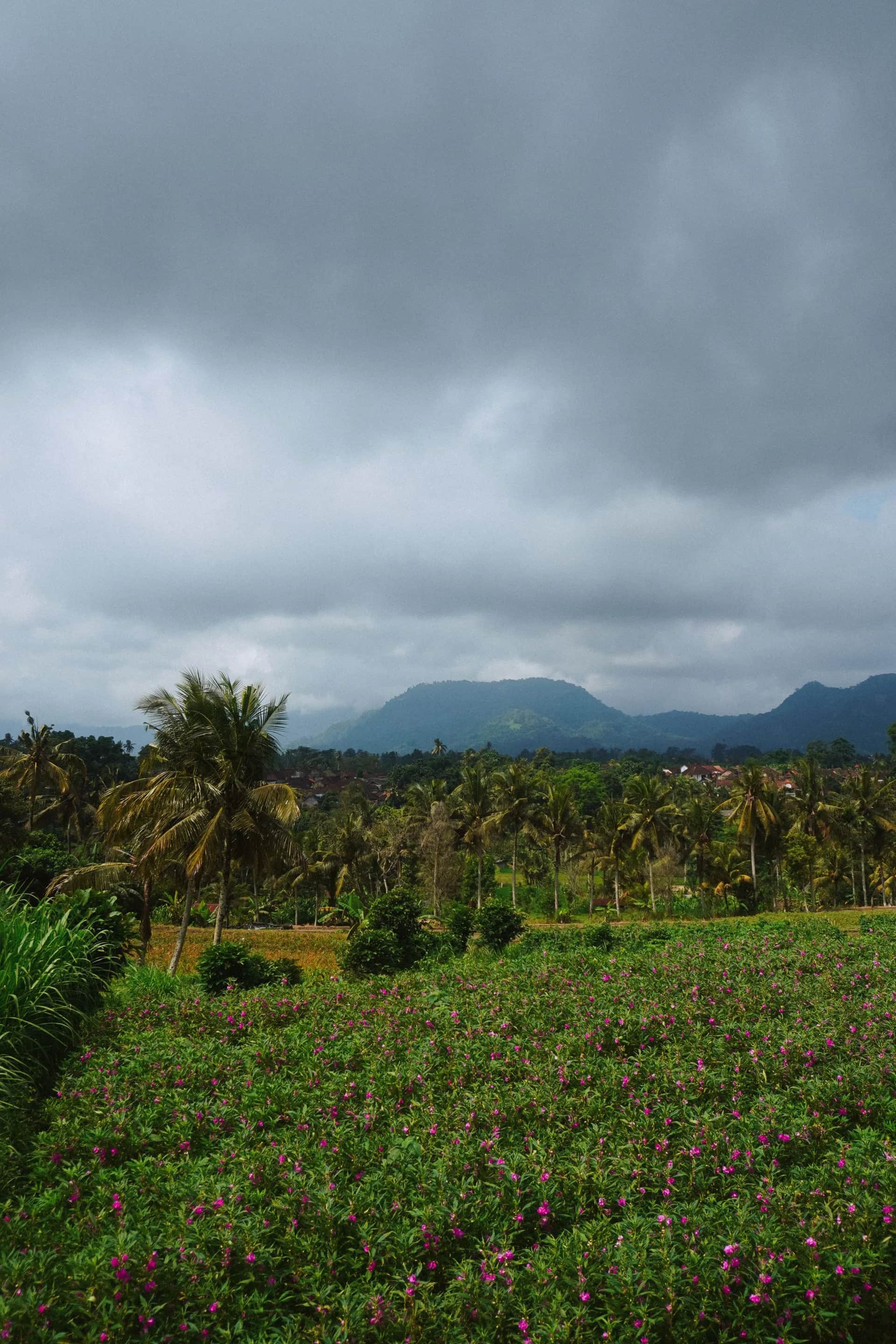 Paysage tropical indonésien sous un ciel de mousson