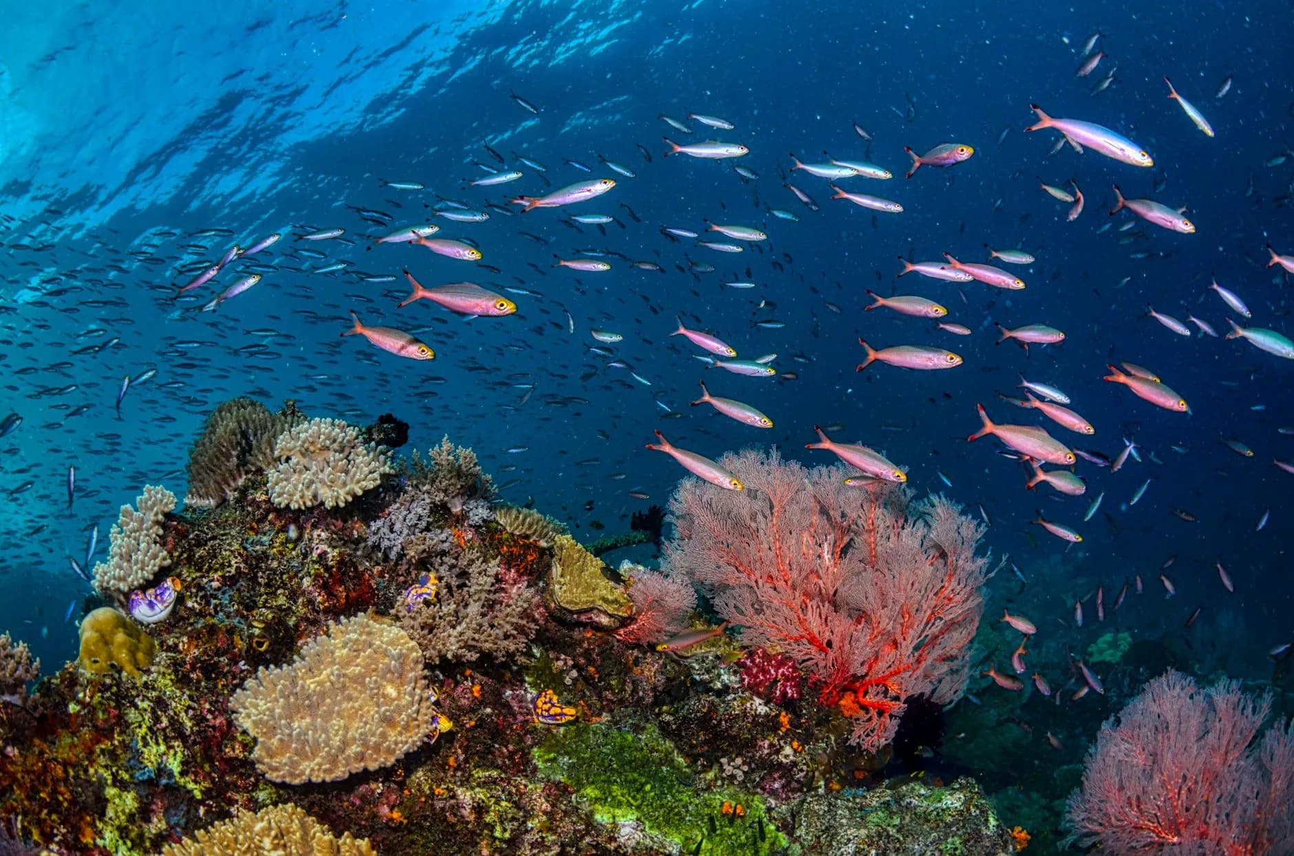 Bancs de fusiliers et gorgones sur un récif corallien du Triangle de corail