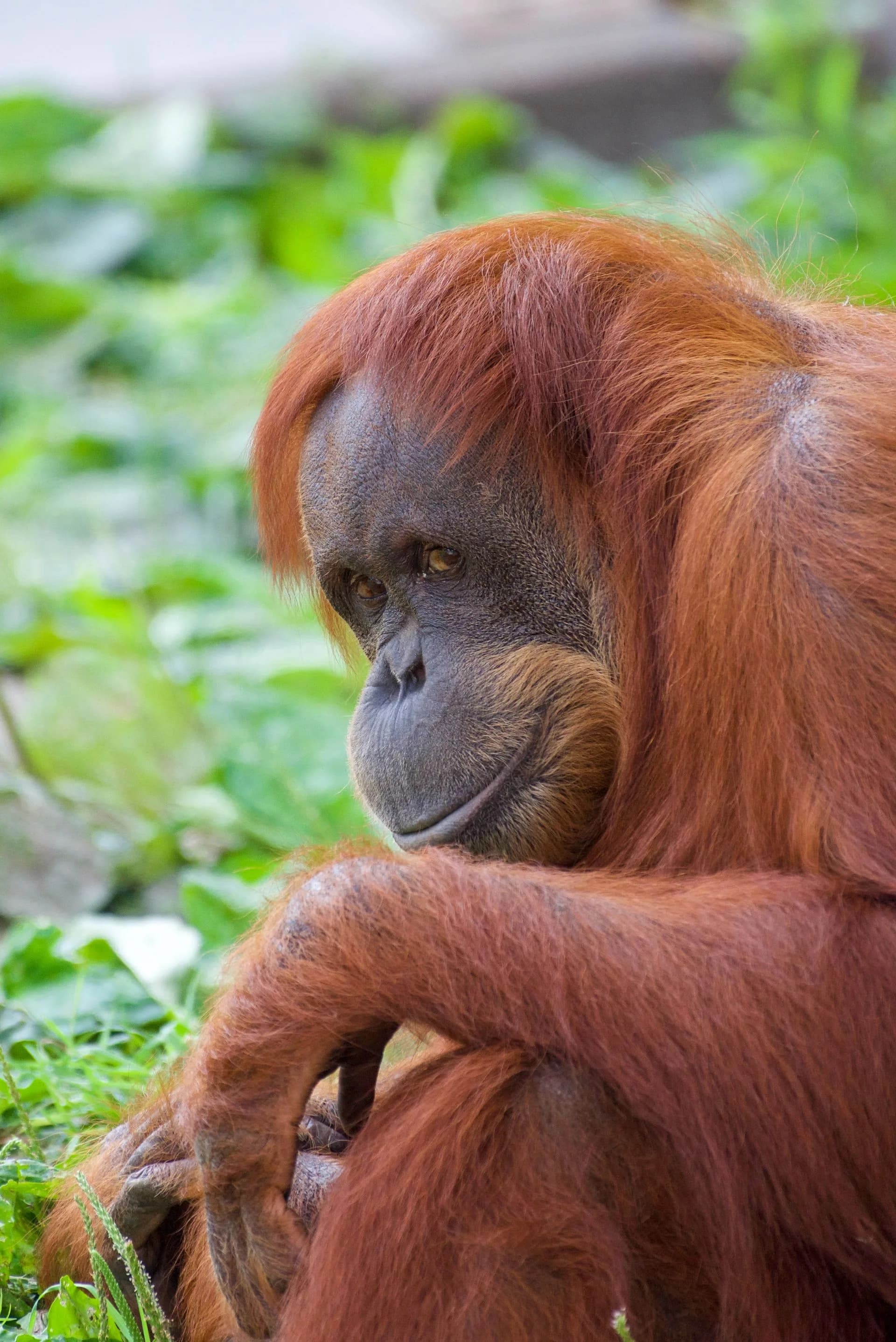Orang-outan suspendu aux lianes