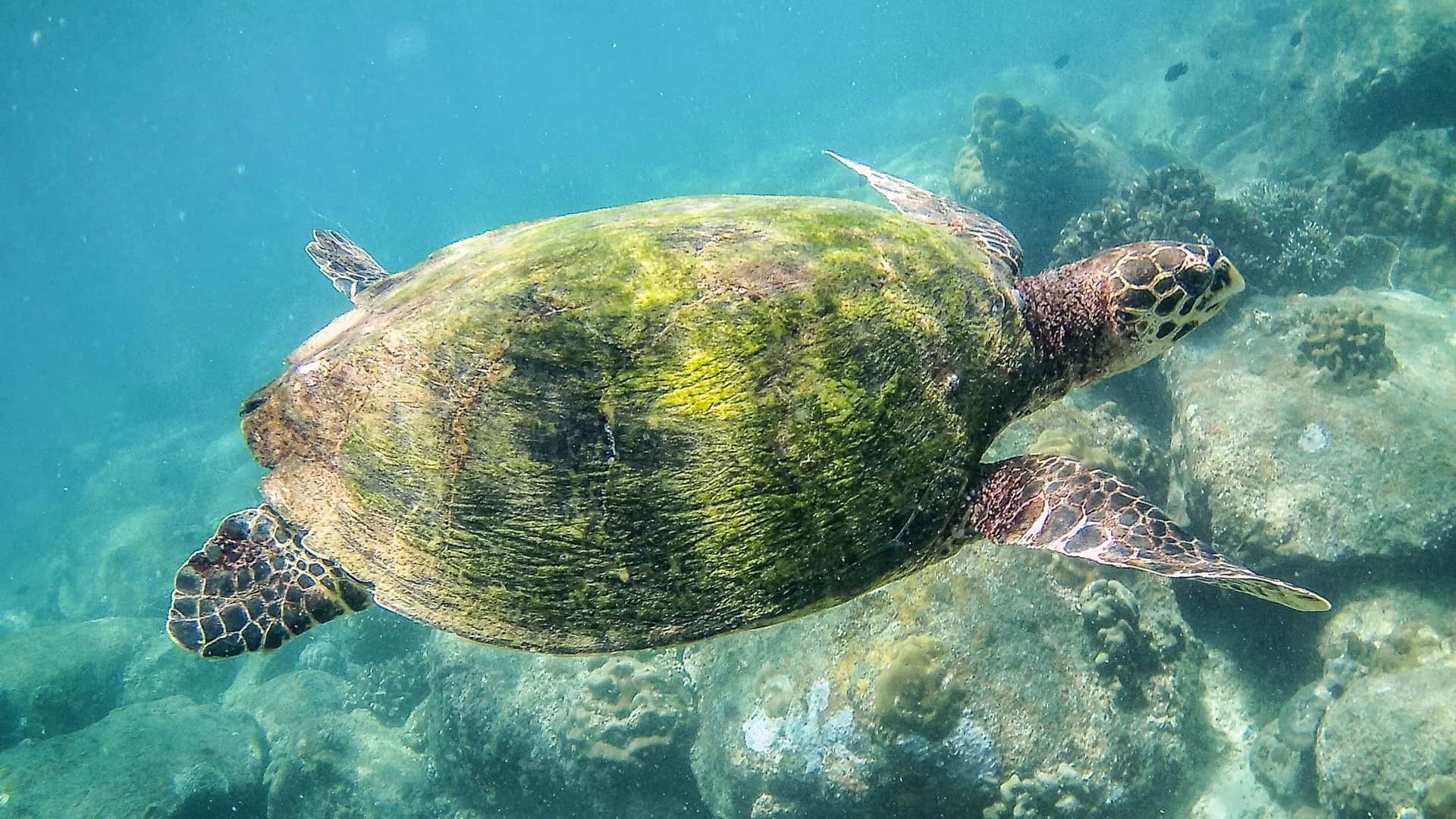 Tortue marine en gros plan au-dessus du récif