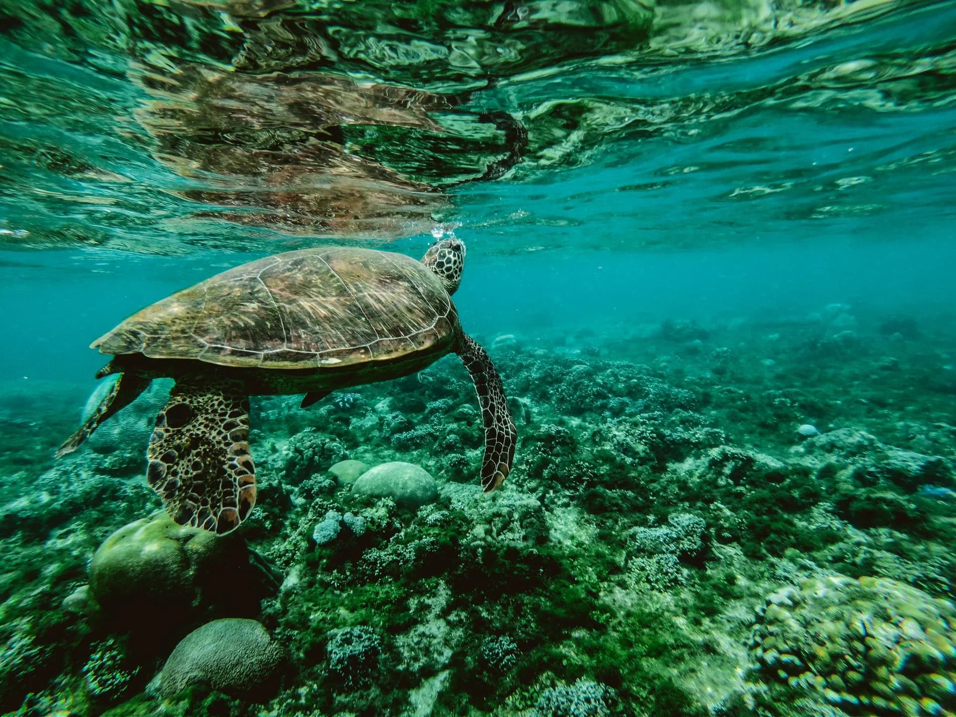 Tortue verte en pleine eau aux îles Gili