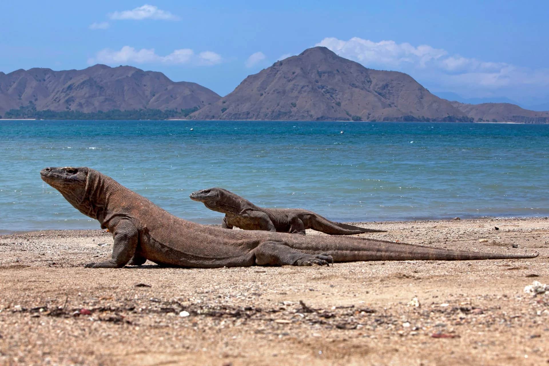 Dragons de Komodo sur une plage du parc national