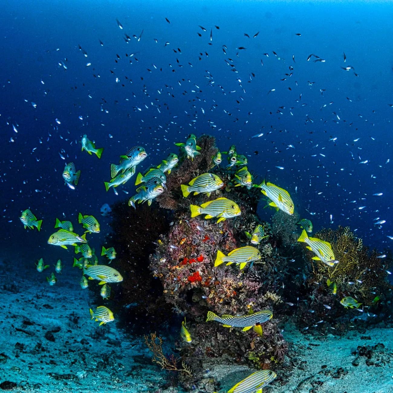 Banc de gaterins rayés jaunes autour d'une patate de corail sur fond de sable, récif de Papouasie occidentale