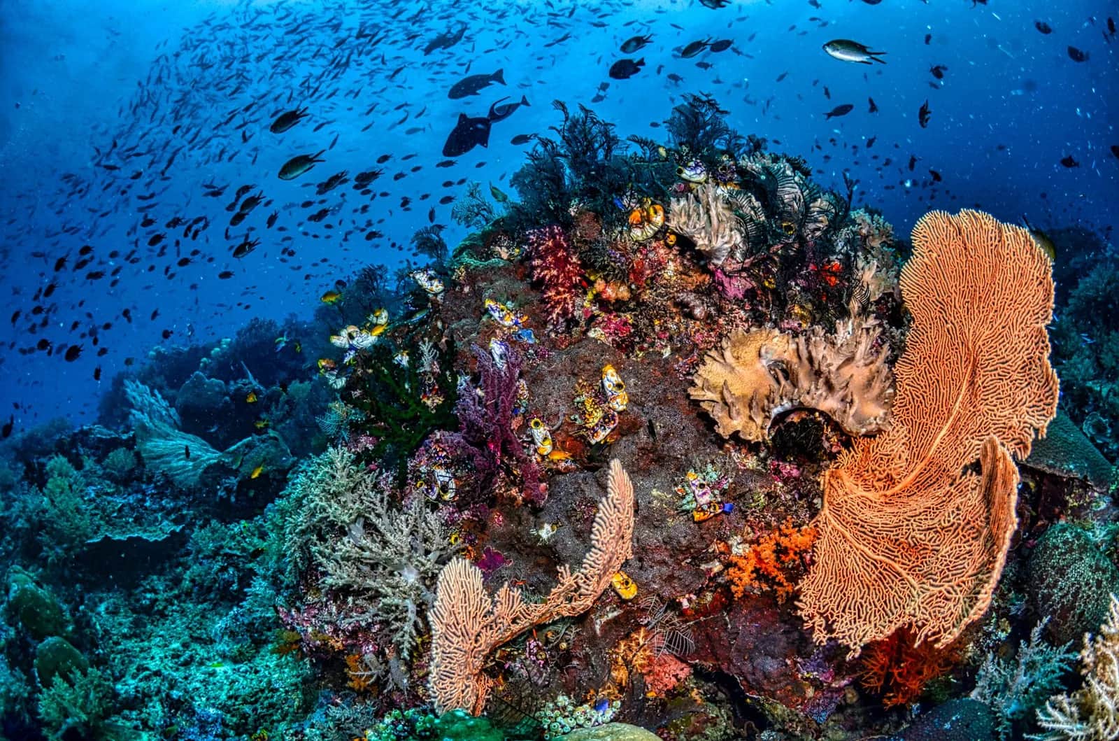 Gorgone en éventail orange et bancs de poissons sur un récif corallien de Raja Ampat, Papouasie occidentale