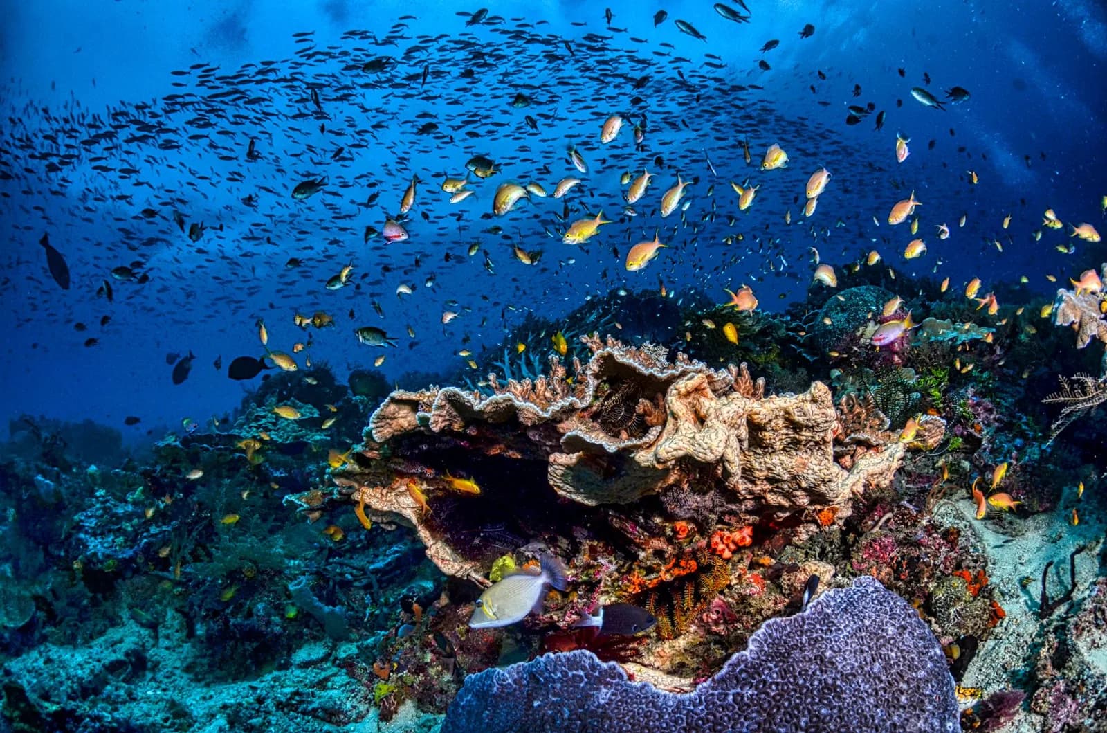 Récif corallien couvert de coraux durs et d'éponges sous un banc de fusiliers dans le Triangle de corail, Papouasie occidentale