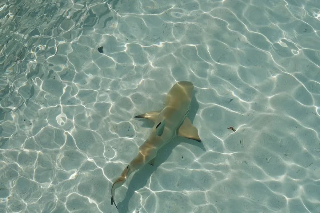 Requin de récif à pointe noire dans l'eau claire et peu profonde d'un lagon tropical