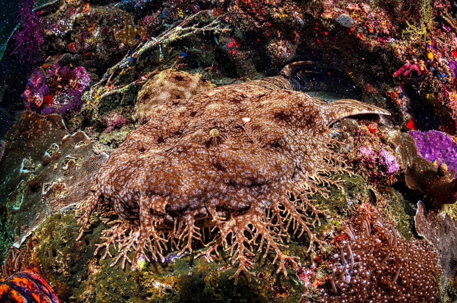 Requin-tapis wobbegong camouflé sur un récif de coraux mous colorés à Raja Ampat