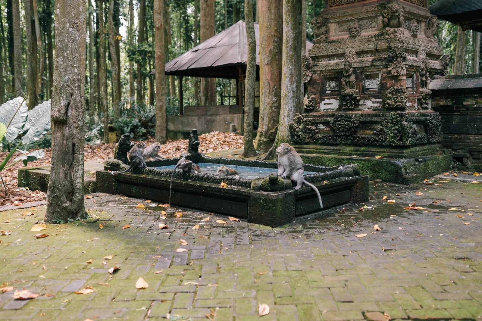 Macaque à longue queue sur une statue moussue dans la forêt sacrée des singes d'Ubud