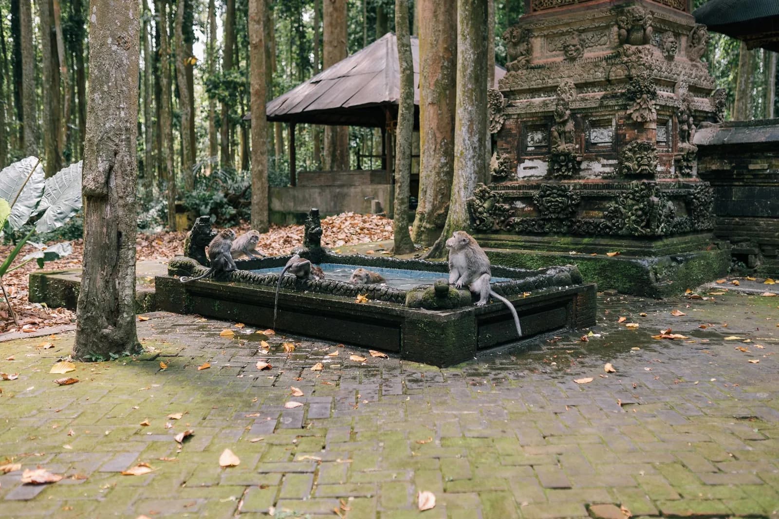 Macaque à longue queue sur une statue moussue dans la forêt sacrée des singes d'Ubud