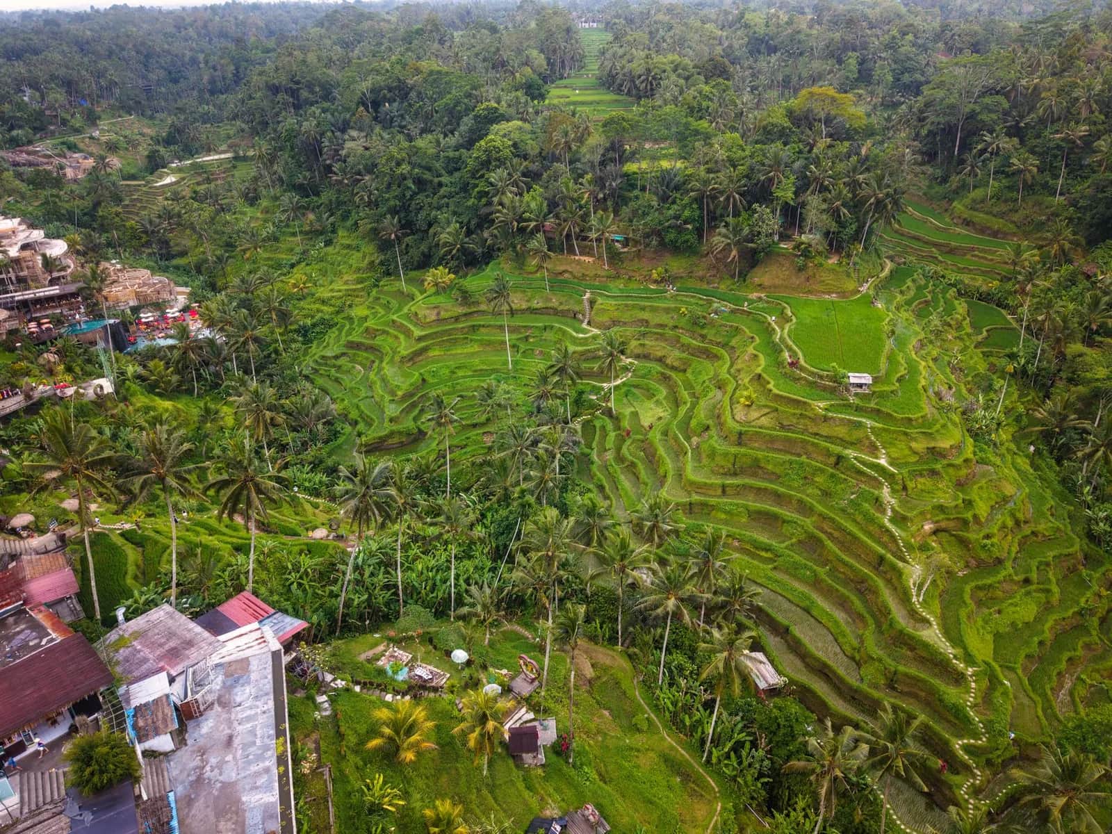 Rizières en terrasse de Tegallalang, près d'Ubud à Bali, au petit matin