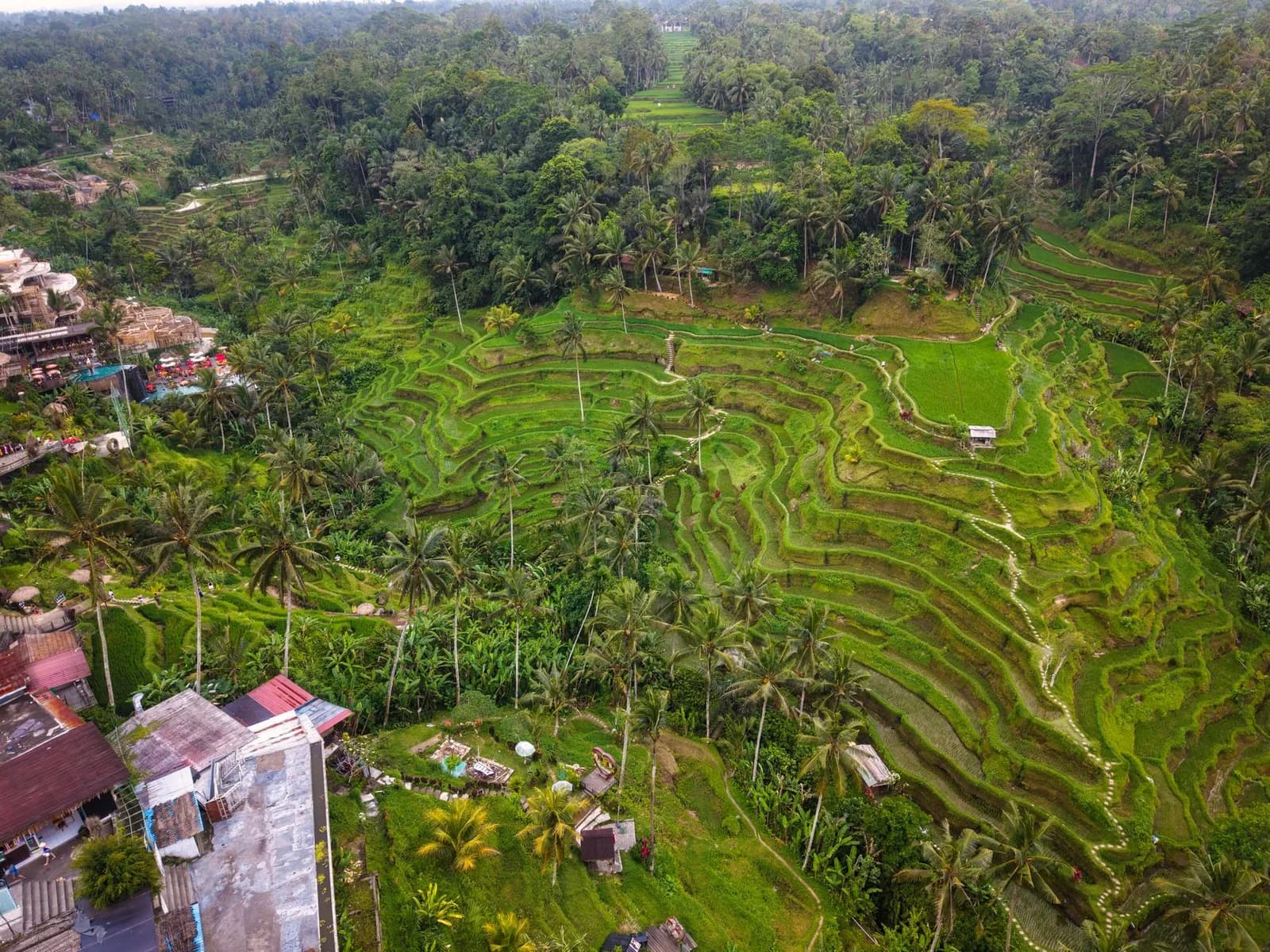 Rizières en terrasse de Tegallalang, près d'Ubud à Bali